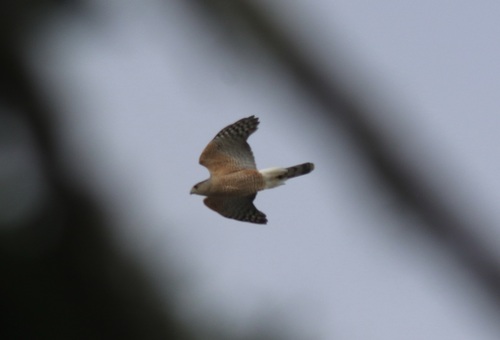 Cooper's Hawk