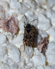 Sphragisticus nebulosus