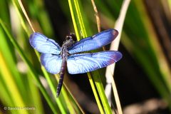 Zenithoptera lanei
