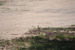 Coryphistera alaudina