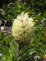 Campanula thyrsoides