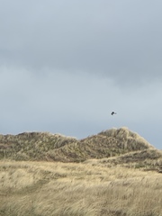 Milvus milvus milvus