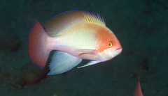 Pseudanthias hypselosoma