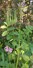 Erodium moschatum
