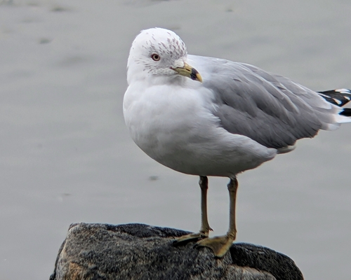 Ring-billed Gull