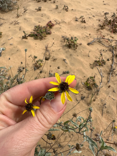 showy sunflower (Helianthus niveus)