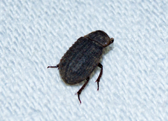 Trox scaber