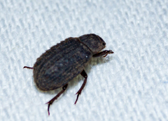 Trox scaber