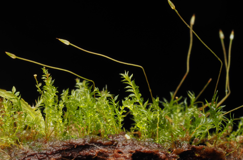 Tetraphis geniculata observed 2026-03-01