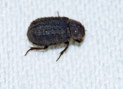 Trox scaber