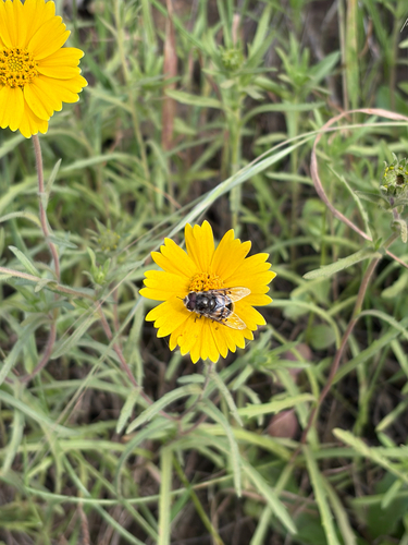 Unknown species found near West End Road, Avalon, CA, US
