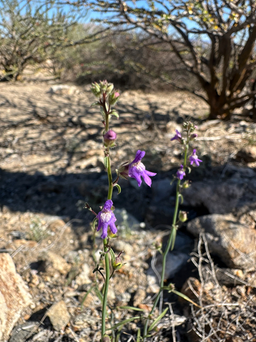 Watson's Snapdragon (Sairocarpus watsonii)