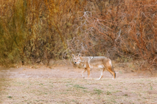 iNaturalist observation 2026-01-07