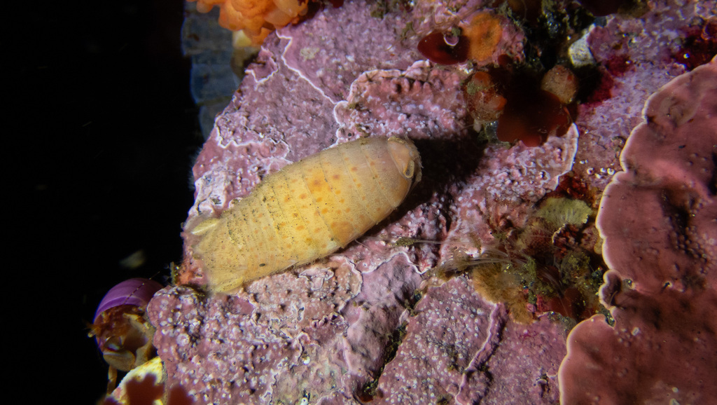Aega punctulata