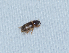 Heterocerus fenestratus