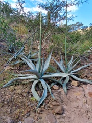 Agave sobria sobria