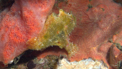 Antennarius randalli