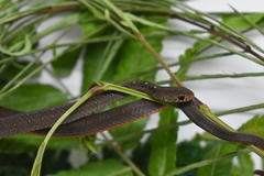 Gongylosoma baliodeira