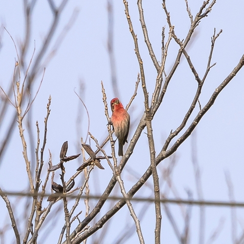 House Finch
