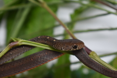 Gongylosoma baliodeira