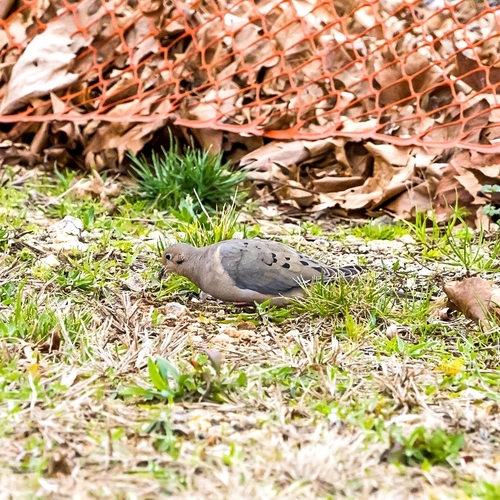 Mourning Dove
