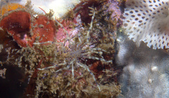 Endeis flaccida