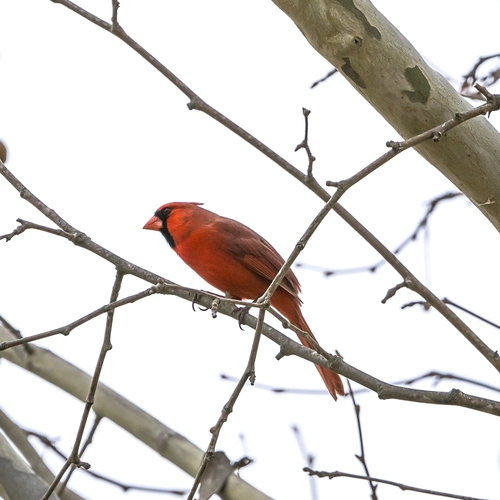 Northern Cardinal