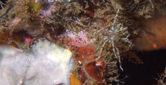Endeis flaccida