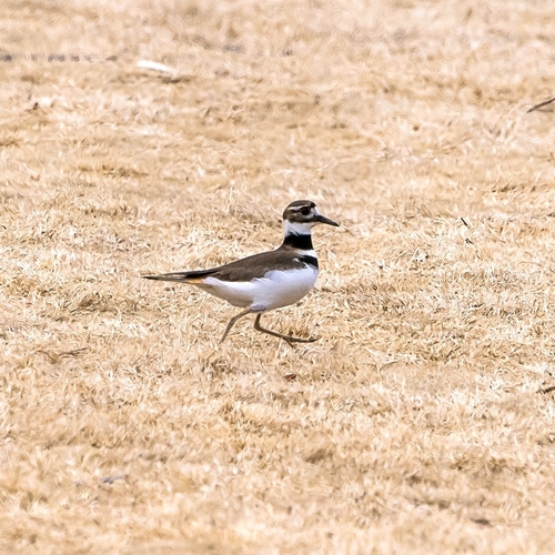 Killdeer