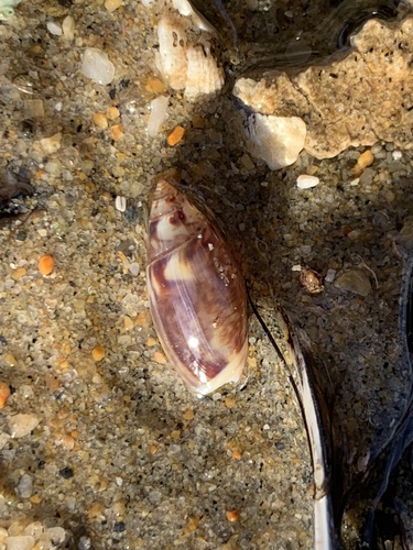Olivella baetica, 2026-03-03