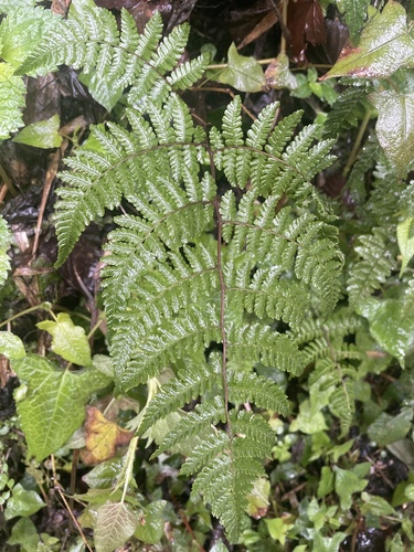 Cornopteris banajaoensis iNat (2)