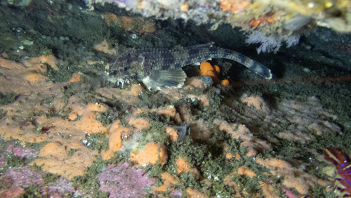 Snailfish (Agonopsis chiloensis) — Agonidae