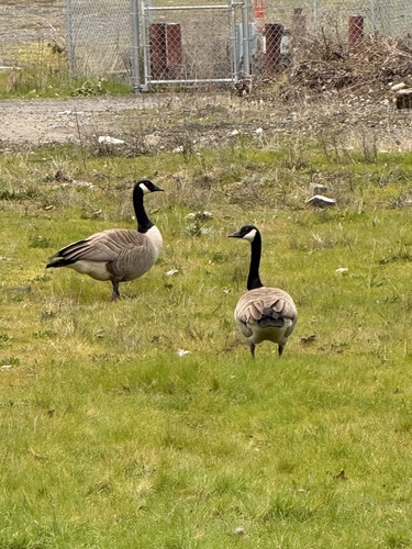 Canada Goose