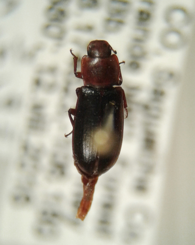Non-striped Darkling Beetle