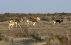 Gazella subgutturosa