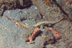 Halicampus macrorhynchus