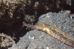 Halicampus macrorhynchus