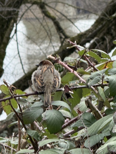 House Sparrow