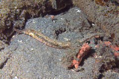 Halicampus macrorhynchus