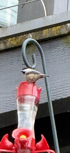Black-capped Chickadee