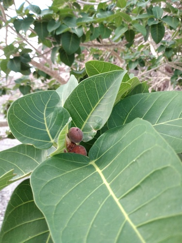 Petiolate Fig