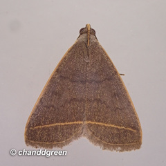 Simplicia cornicalis