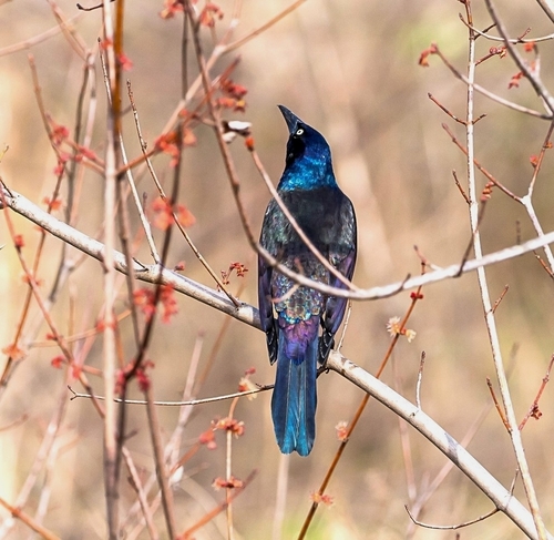 Common Grackle