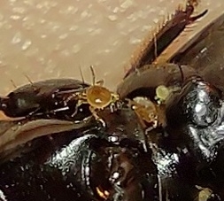 Micromegistus bakeri
