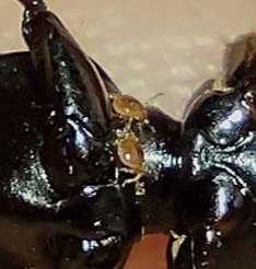 Micromegistus bakeri