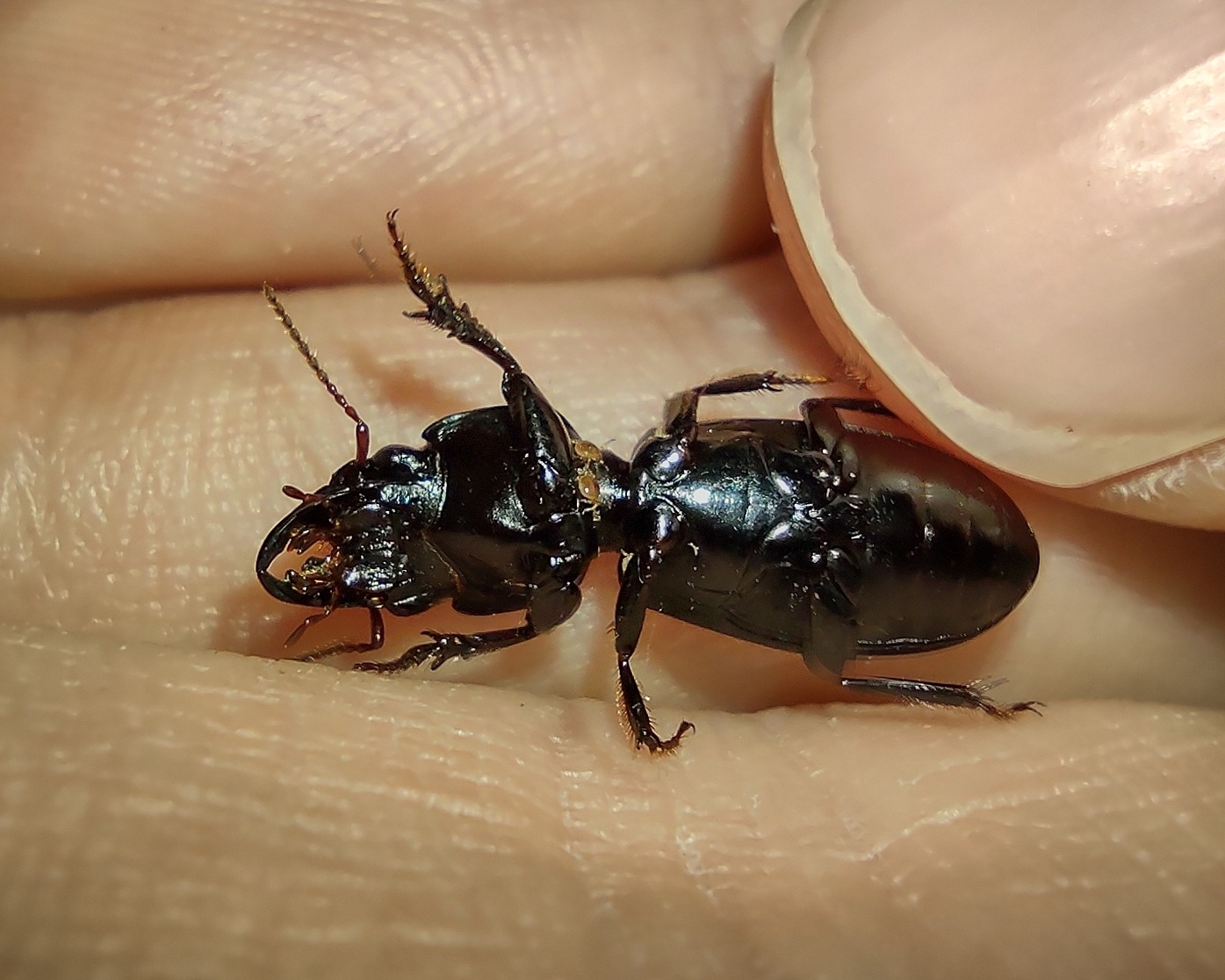 Micromegistus bakeri