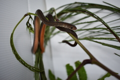 Gongylosoma baliodeira