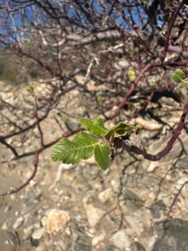 Red Elephant Tree (Bursera hindsiana)