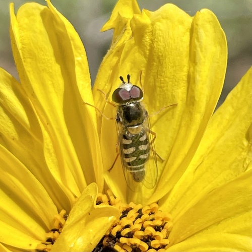 Unknown species found near Cabrillo National Monument, San Diego, CA, US