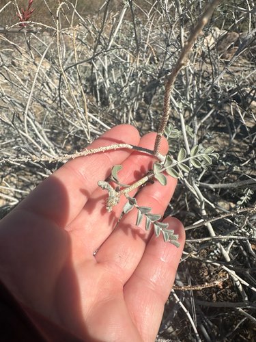 Errazurizia megacarpa, 2026-02-23